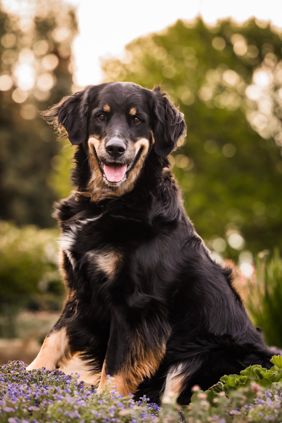 A happy black and tan dog sits in purple flowers with glowing green trees behind