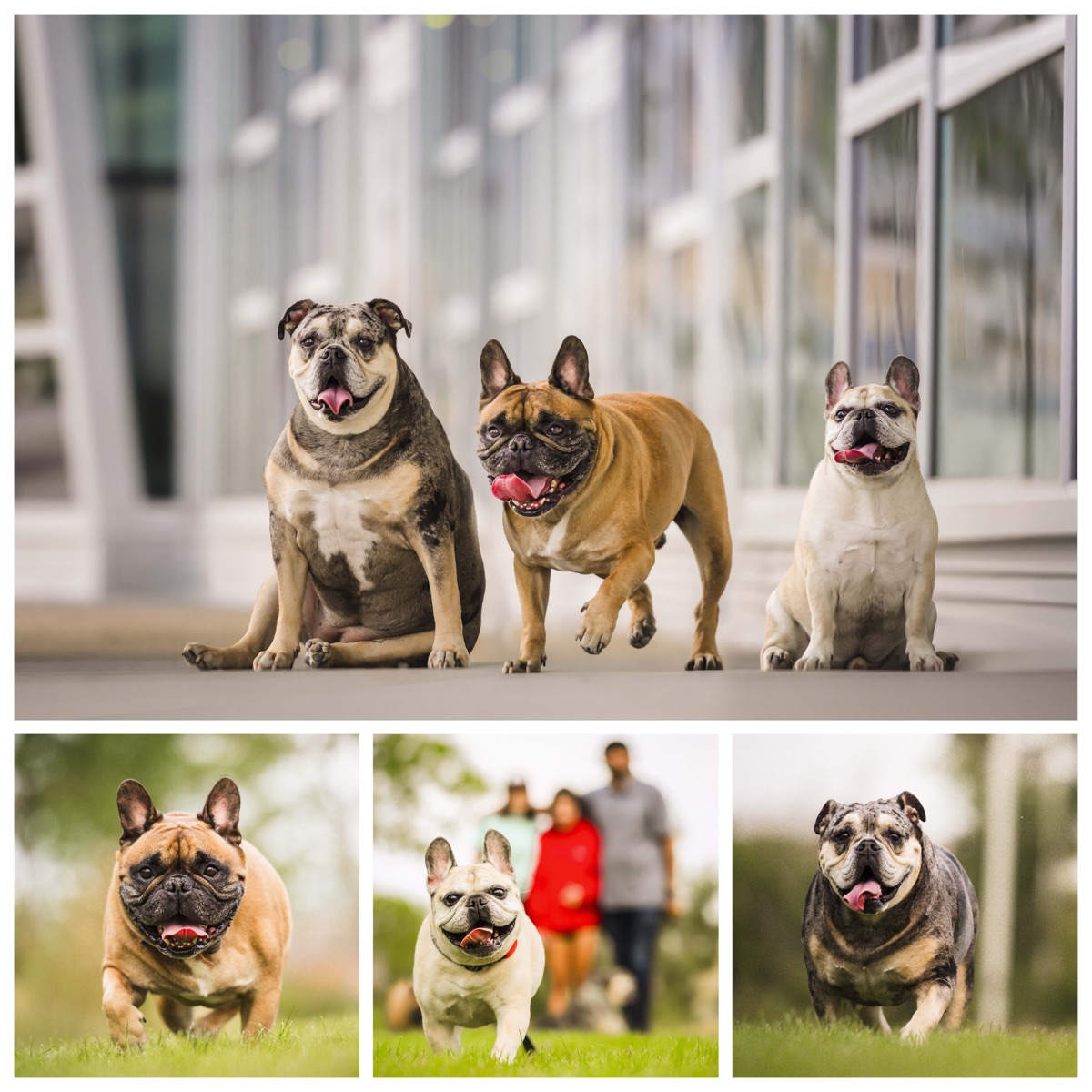 Three French bulldogs walking together outside a glass building, with close-ups of each one running on grass