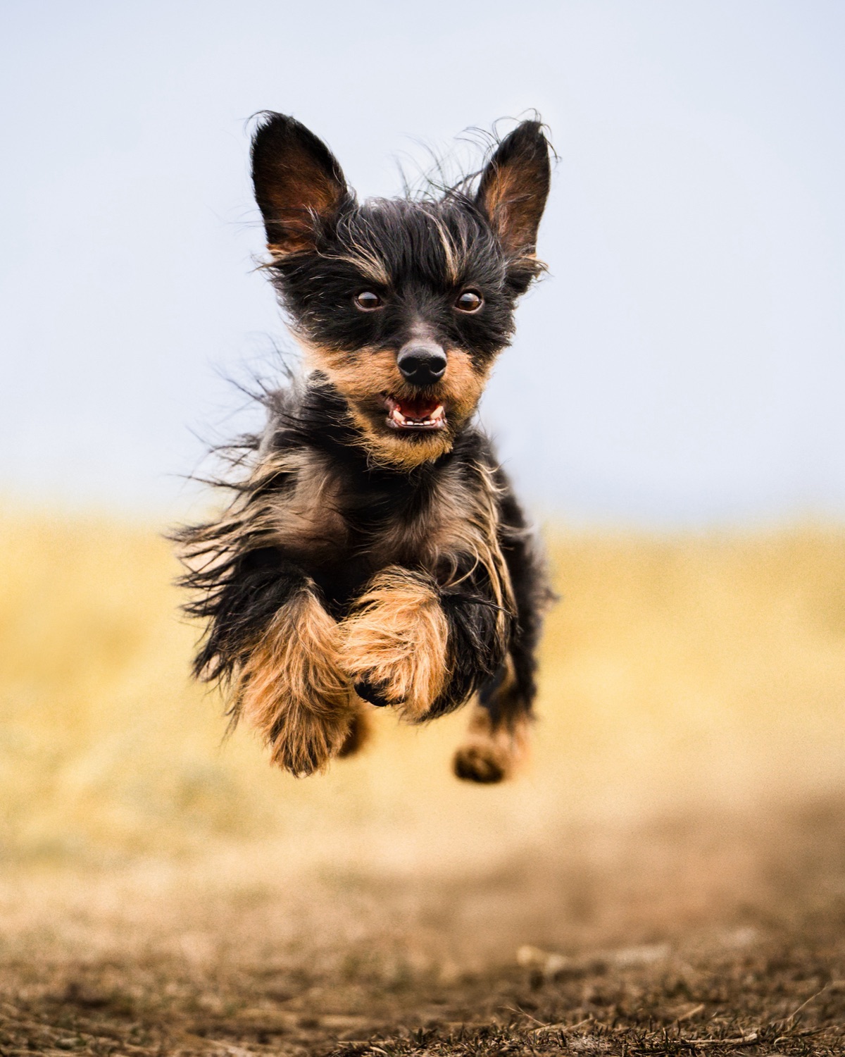 A small black and tan terrier mid-zoomie with all four paws off the ground, an award-winning photo from the 2025 International Pet Photography Awards